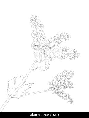 Contour fleurs décoration sur fond blanc. Contour noir des fleurs isolées sur fond blanc. Fleurs dessinées à la main. Cerisiers en fleurs outli Illustration de Vecteur