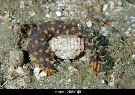 Concombre de la mer de Tigertail, Holothuria hilla, site de plongée de Kampung Baru, Ambon, Maluku, Indonésie, Mer de Banda Banque D'Images