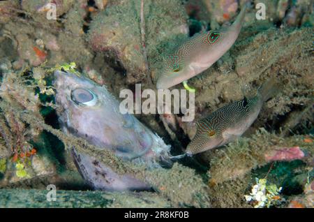 Toby comprimé, Canthigaster compressa, alimentation en paire sur la tête de poisson rejetée, site de plongée de Laha, Ambon, Maluku, Indonésie, Mer de Banda Banque D'Images