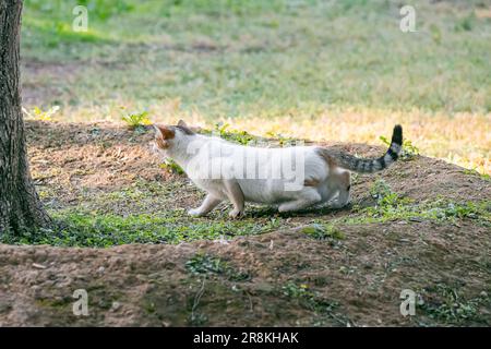 Le chat s'éfond et chasse sur une herbe dans le parc Banque D'Images