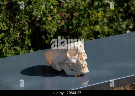 un crâne en plastique repose sur un banc gris dans les parcs Banque D'Images