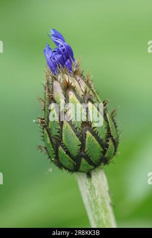 Gros plan coloré naturel sur un bourgeon de fleur bleue émergeant de la fleur de maïs de montagne, Centaurea montana Banque D'Images