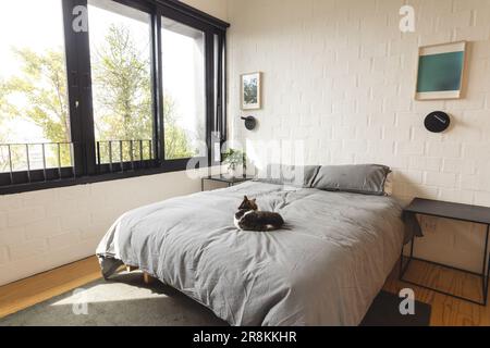 Vue sur l'intérieur de la chambre moderne lumineuse avec chat couché sur un lit double et de grandes fenêtres Banque D'Images