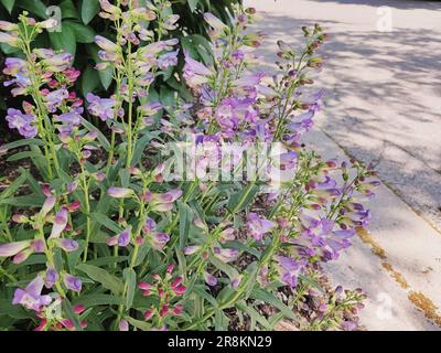 Été snapdragon/ Angelonia angustifolia/ fleurs dans le jardin/Ontario/Canada Banque D'Images