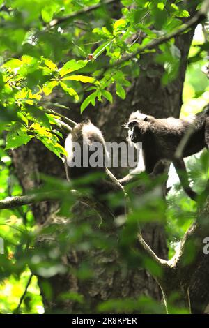 Les macaques à cragoût noir (Macaca nigra) de Sulawesi ont une interaction sur un arbre dans la réserve naturelle de Tangkoko, au nord de Sulawesi, en Indonésie. Le réchauffement de la planète pourrait réduire l'adéquation des espèces de primates à l'habitat, ce qui pourrait les forcer à sortir d'habitats sûrs et à faire face à des conflits potentiels avec les humains, disent les scientifiques. Étant l'un des 25 primates les plus menacés sur terre, Macaca nigra devrait disparaître en 2050, selon le site web du projet Macaca Nigra. L'espèce est également confrontée aux menaces de braconnage et de perte d'habitat. Banque D'Images