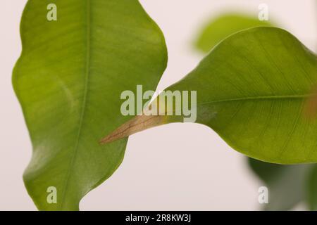 Plante de maison avec feuille endommagée sur fond blanc, gros plan Banque D'Images