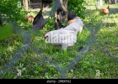 Poules domestiques en plein air sur de l'herbe verte en été Banque D'Images