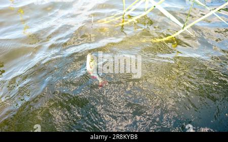 Poisson de Rudd. Pêche dans le lac. Poisson pêché. Pêcher sur le crochet dans l'eau. Banque D'Images