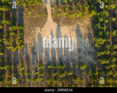 Vue aérienne des champs irrigués autour du réservoir Bassella et de la région de Tossal de l'Infern, près de Miralcamp (Pla d'Urgell, Lleida, Catalogne, Espagne) Banque D'Images