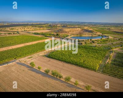 Vue aérienne des champs irrigués, irrigués par le canal d'Urgell près de Miralcamp. PLA d'Urgell, Lleida, Catalogne, Espagne ESP Vista aérea de campos Lérida Banque D'Images