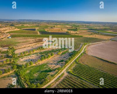 Vue aérienne des champs irrigués, irrigués par le canal d'Urgell près de Miralcamp. PLA d'Urgell, Lleida, Catalogne, Espagne ESP Vista aérea de campos Lérida Banque D'Images