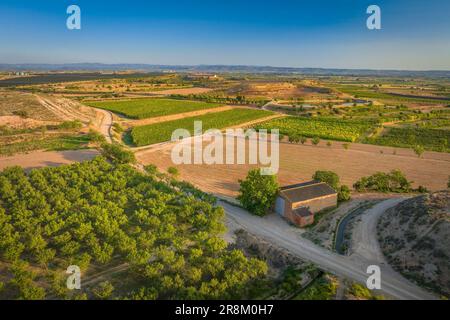 Vue aérienne des champs irrigués, irrigués par le canal d'Urgell près de Miralcamp. PLA d'Urgell, Lleida, Catalogne, Espagne ESP Vista aérea de campos Lérida Banque D'Images