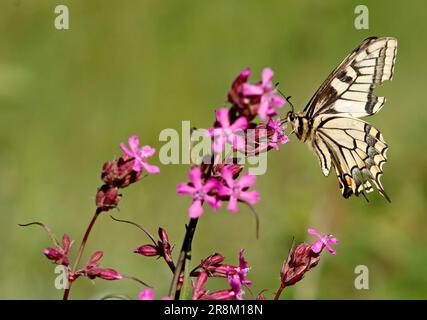 Belle Swallowtail à la recherche de nectar sur les fleurs pourpres de la mouche de chat collante Banque D'Images