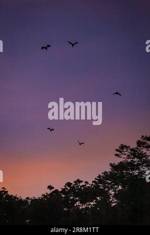 Des renards/chauves volants (Pteropus) survolant des hauts d'arbres au crépuscule, Yungaburra, Queensland, Australie. Banque D'Images