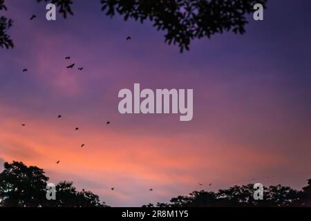 Des renards/chauves volants (Pteropus) survolant des hauts d'arbres au crépuscule, Yungaburra, Queensland, Australie. Banque D'Images