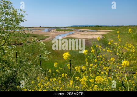 Rye East Sussex , Angleterre Royaume-Uni - Sussex Wildlife Trust réserve naturelle de Rye Harbour Banque D'Images