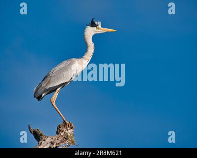 Un héron gris (ardea cinerea) perché sur une branche d'arbre. Pris dans le parc national de Yala, Sri Lanka contre un ciel bleu clair. Banque D'Images