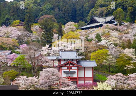 Cerisiers en fleurs au temple Hase-ji Banque D'Images