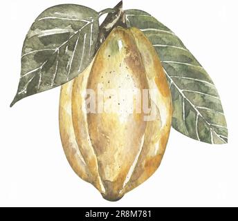 Gousse de cacao avec feuilles. Super-alimentation. Illustration aquarelle dessinée à la main Banque D'Images