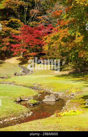 Feuilles d'automne du temple de Motsuji Banque D'Images