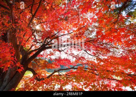 Feuilles d'automne du temple de Motsuji Banque D'Images