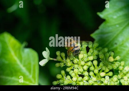 Hoverfly perché sur capitule. Banque D'Images