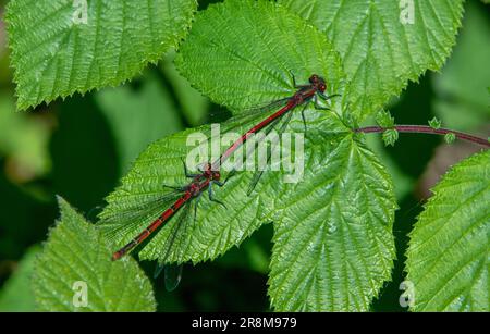 Paire de grands damselflies rouges en cop sur la feuille Banque D'Images