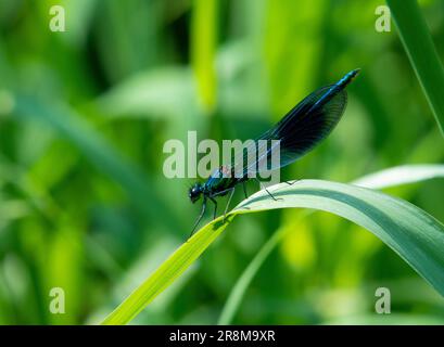 Demoiselle mâle bandée damselfly perchée sur la feuille Banque D'Images