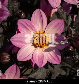 Dahlia 'Happy Days Pink' avec ses fleurs rose vif et son feuillage en bronze violet croissant dans un jardin britannique Banque D'Images