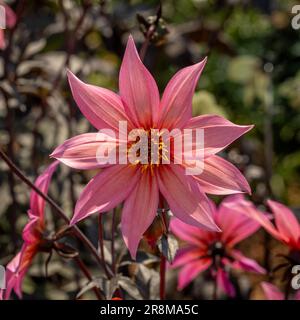 Fleur rose corail de Dahlia 'Hawaiian Sunrise' avec sa tige en bronze et son feuillage croissant dans un jardin britannique Banque D'Images