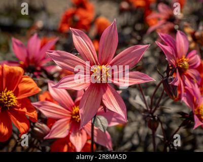 Fleur rose corail de Dahlia 'Hawaiian Sunrise' avec sa tige en bronze et son feuillage croissant dans un jardin britannique Banque D'Images