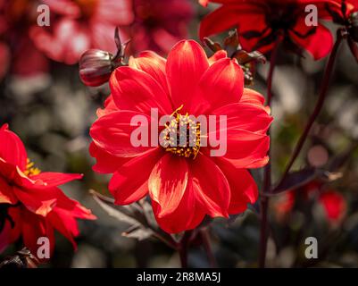 Gros plan de la fleur rouge vif de Dahlia 'Bishop of Llandaff' qui grandit dans un jardin britannique. Banque D'Images