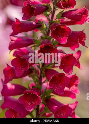 Gros plan d'un pic de fleurs Digiplexis 'Cherry Brandy' qui pousse dans un jardin britannique. Banque D'Images