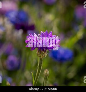 Vue de près d'une fleur de maïs de couleur pourpre qui pousse dans un pré de fleurs sauvages. ROYAUME-UNI Banque D'Images
