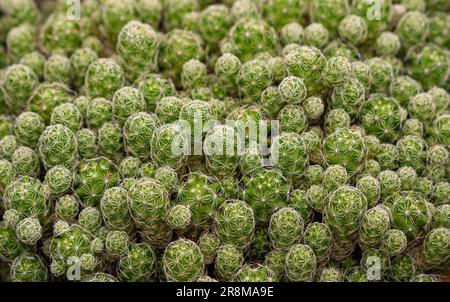 Gros plan sur le cactus Mammillaria vetula c. gracilis. Le cactus de thimble. Banque D'Images