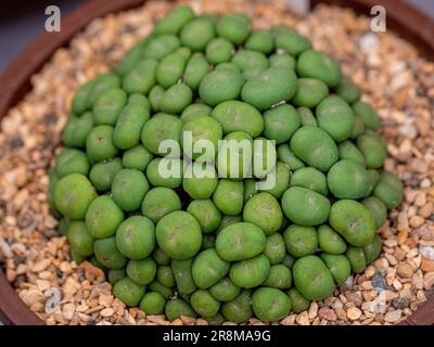 Gros plan de Conophytum minutum var. Perarsonii communément appelé Pebbles vivants poussant dans un pot. Banque D'Images