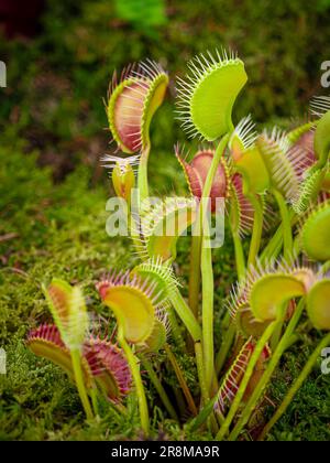 Gros plan du piège à mouches de Vénus Dionaea muscipula. Plante carnivore. Banque D'Images