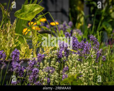 Lavande blanche et pourpre poussant dans un jardin d'herbes en été. Banque D'Images