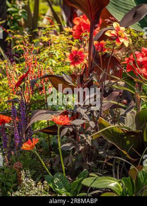Bordure de fleurs de couleur rouge avec fleurs de dahlia rouges et canons de bronze dans un jardin britannique Banque D'Images