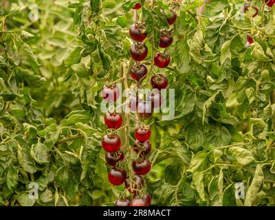 Les fruits rouges et noirs de la Lune Noire de tomates accrochés dans de longues vignes de la plante Banque D'Images