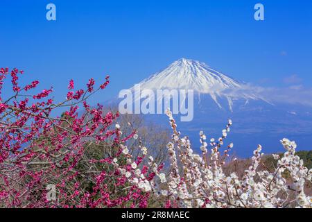 Vue sur les fleurs de prune et le Mont Fuji depuis le parc de montagne Iwamoto Banque D'Images