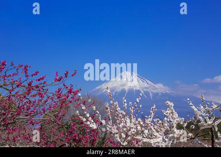 Vue sur les fleurs de prune et le Mont Fuji depuis le parc de montagne Iwamoto Banque D'Images