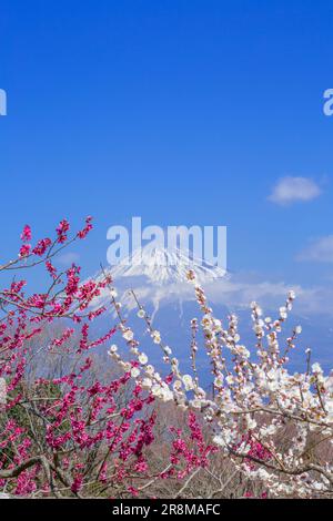 Vue sur les fleurs de prune et le Mont Fuji depuis le parc de montagne Iwamoto Banque D'Images