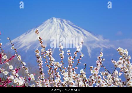 Vue sur les fleurs de prune et le Mont Fuji depuis le parc de montagne Iwamoto Banque D'Images