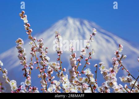 Vue sur les fleurs de prune et le Mont Fuji depuis le parc de montagne Iwamoto Banque D'Images