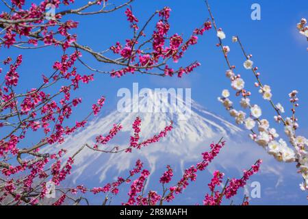 Vue sur les fleurs de prune et le Mont Fuji depuis le parc de montagne Iwamoto Banque D'Images