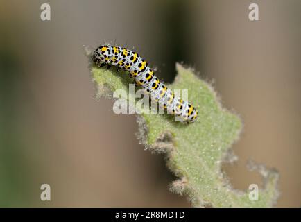 Mullein Moth Caterpillar (cucullia verbasci) sur l'usine de Mullein Banque D'Images