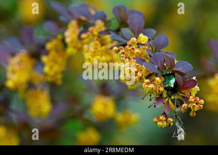 Un coléoptère vert brillant à la recherche de nourriture sur de belles fleurs de baryère jaune Banque D'Images