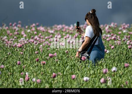 Germerode, Allemagne. 21st juin 2023. Un visiteur utilise son smartphone pour photographier un champ de coquelicots en pleine floraison dans le parc Geo-nature de Frau-Holle-Land. Chaque année, en juin et juillet, des coquelicots fleurissent dans le parc naturel géographique du nord du Hesse. Credit: Swen Pförtner/dpa/Alay Live News Banque D'Images