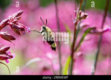 Un fanon d'abeille à large bordure à la recherche de nectar dans les fleurs de catchfly collantes Banque D'Images